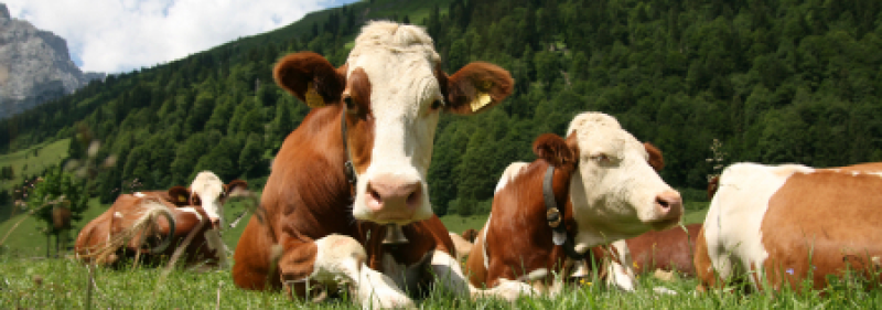 Livestock